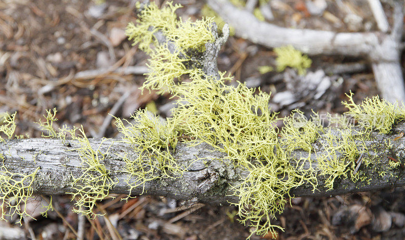 树苔(Usnea sp.)